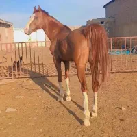 کیارش و طلاوش سیلمی های  زیبای پنج نشان|اسب و تجهیزات اسب‌سواری|شیراز, گویم|دیوار