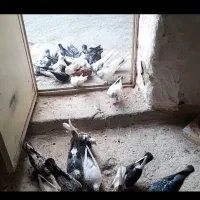 ۱۰تا کفتر خوب
