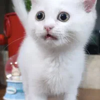 گربه اسکاتیش سفید|گربه|پردیس, فاز ۲|دیوار