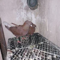 رنگی نرو ماده