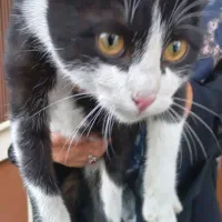 واگذاری حیوان خانگی