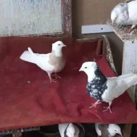 فروش چند جفت طوقی