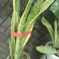 لابی من شیفت شب بازنشسته اقا