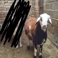 بره قوچی هترو