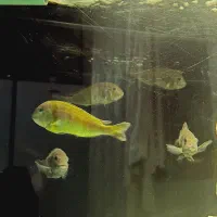 ماهی ترفئوس ایکولا