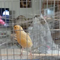 قناری بخون نر