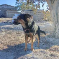 سگ هاسکی ژرمن.|سگ|گنبد کاووس, |دیوار