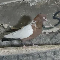 کفتر سینه سرخ|پرنده|تهران, شارق|دیوار