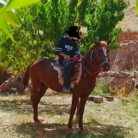 اسب مادیان نژاد خزری