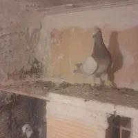 زرد هفترنگ خطی پرنده|پرنده|قزوین, |دیوار