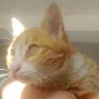 گربه پیدا شده