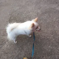 سگ پاکوتاه پامرانین|سگ|آستانه اشرفیه, |دیوار