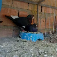 دو جفت کفتر پلنگ