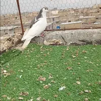 خال سیاه ماده قلدور ۳۰۰ تومان|حیوانات|مشهد, مهدی آباد|دیوار