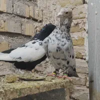 کفتر جفت گاه خوشکل