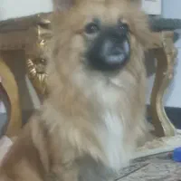 سگ پامر نر|سگ|حمیل, |دیوار