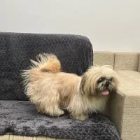 شینزو سوپر فلت اصیل