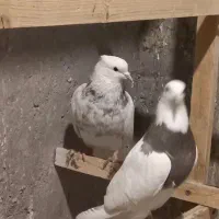 طوقی زرین شکلاتی و هفرنگ و آبی و آجری و دم سفید|پرنده|بافق, |دیوار