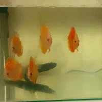 دیسکس گرید A|ماهی|اصفهان, جلفا|دیوار