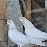 ۳طوق تهرانی کله برنجی وسفید