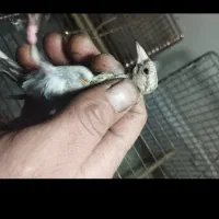 جوجه سهره|پرنده|بندرعباس, |دیوار