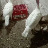 بوقلمون و مرغ