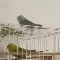 یک جفت مرغ عشق|پرنده|بجنورد, |دیوار