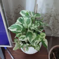 گل طبیعی ایوان|گل و گیاه طبیعی|ایوان, |دیوار