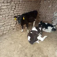 گوساله ماده