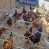 جوجه 5 ماهه طاقچه