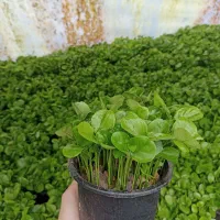 سبزه عید نوروز ۴۰۵