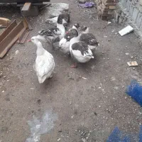 غاز‌|حیوانات مزرعه|الیگودرز, |دیوار