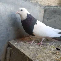 طوقی نر  جوان