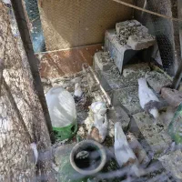 7 جفت طوقی زرین ، لیمویی و سیاه|پرنده|بافق, |دیوار