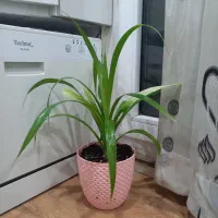 گل طبیعی پاندانوس