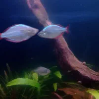 ماهی و گیاه|ماهی|لاهیجان, لیالستان|دیوار