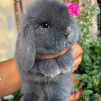 خرگوش فرانسوی عروسکی|موش و خرگوش|گرگان, |دیوار