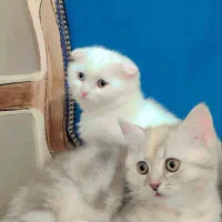 گربه اسکاتیش|گربه|شیراز, قلات|دیوار