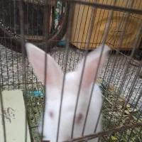 خرگوش خارجی اندازه کف دست