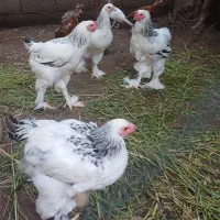 مرغ و خروس برهما