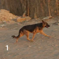 سگ ماده ژرمن