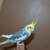 عروس هلندی ماده مرواریدی8ماهه