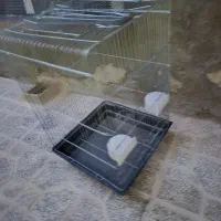 قفسه طوطی ، عروس ، سهره، عروس