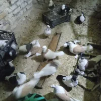 پرنده|پرنده|تربت‌حیدریه, کوی شهید احمدزاده ملکی|دیوار