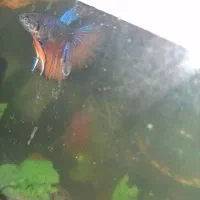 ماهی فایتر مسترگس