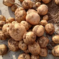 سیب زمینی مدل 1403سانتا