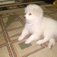 بازیگوش.ولی با ادب|سگ|ری, ولی آباد|دیوار