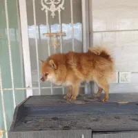 سرگرمی لوازم جانبی حیوانات|سگ|شاندیز, |دیوار