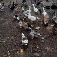 اردک محلی|حیوانات مزرعه|فومن, |دیوار