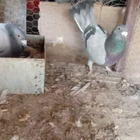 کبوتر پلاکی